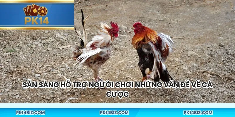 Sẵn sàng hỗ trợ người chơi những vấn đề về cá cược