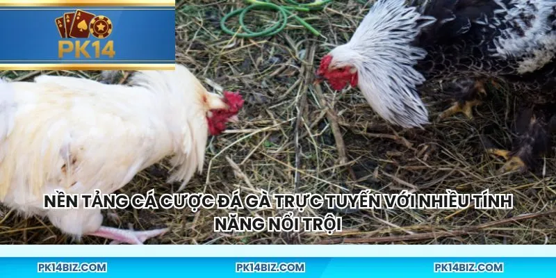 Nền tảng cá cược đá gà trực tuyến với nhiều tính năng nổi trội